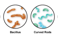 Cell Structure – General Microbiology