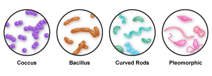 Cell Structure – General Microbiology